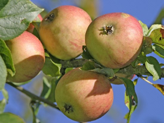 Ein Apfel für zwischendurch.