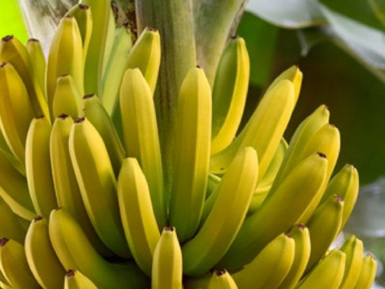 Bei uns gibt es nur reife Bananen.