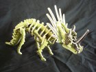 Styracosaurus 3D Puzzle