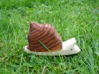 Schnecke